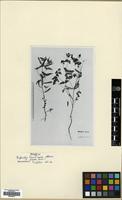 Holotype of Euphorbia taurinensis All. [family EUPHORBIACEAE]