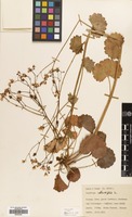 Filed as Saxifraga rotundifolia L. [family SAXIFRAGACEAE]