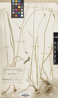 Filed as Hordeum violaceum Boiss. & Hohen. [family GRAMINEAE]