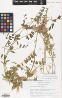 Filed as Vicia hyrcanica Fisch.& C.A.Mey. [family LEGUMINOSAE]