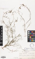 Filed as Vicia peregrina L. [family LEGUMINOSAE]