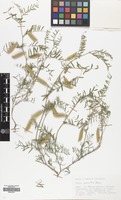 Filed as Vicia monantha Retz. [family LEGUMINOSAE]