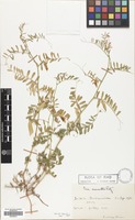 Filed as Vicia monantha Retz. [family LEGUMINOSAE]