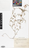 Filed as Vicia palaestina Boiss. [family LEGUMINOSAE]