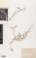 Filed as Lathyrus saxatilis (Vent.) Vis. [family LEGUMINOSAE]