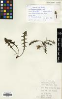 Filed as Taraxacum degelii G.E. Haglund [family COMPOSITAE]