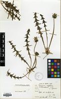 Filed as Taraxacum subbracteatum Richards [family COMPOSITAE]