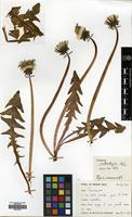 Filed as Taraxacum xanthostigma H. Lindb. [family COMPOSITAE]