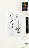 Type of Hieracium giresunense Hub.-Mor. [family COMPOSITAE]