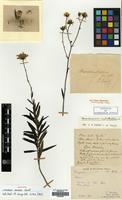 Holotype of Hieracium sinense Van. [family COMPOSITAE]
