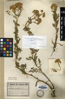 Filed as Achillea nobilis L. subsp. sipylea (O.Schwarz) Bässler [family COMPOSITAE]