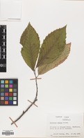 Filed as Castanea sativa Mill. [family FAGACEAE]