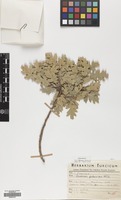 Filed as Quercus pubescens Willd. [family FAGACEAE]