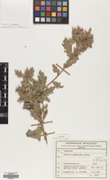 Filed as Quercus pubescens Willd. [family FAGACEAE]