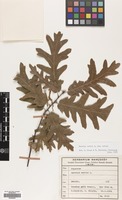 Filed as Quercus cerris L. var. cerris [family FAGACEAE]