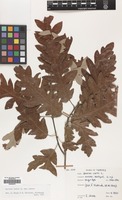 Filed as Quercus cerris L. var. cerris [family FAGACEAE]
