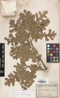 Filed as Quercus cerris L. var. cerris [family FAGACEAE]