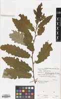 Filed as Quercus castaneifolia C.A.Mey. [family FAGACEAE]