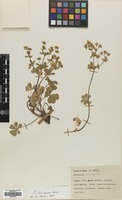 Filed as Potentilla thuringiaca Bernh. ex Link [family ROSACEAE]