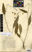 Type of Hieracium vulgatum Fr. subsp. wischniakovii Petunn. & Zahn [family COMPOSITAE]