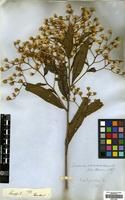 Type of Vernonia corcovadensis Gardner [family COMPOSITAE]