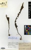 Syntype of Artemisia hallaisanensis Nakai [family COMPOSITAE]
