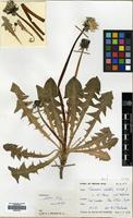 Filed as Taraxacum alatum Lindb.f. [family COMPOSITAE]