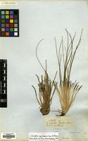 Isotype of Isoetes gardneriana A.Br. [family ISOETACEAE]