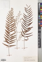 Filed as Schinus molle L. [family ANACARDIACEAE]