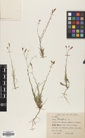 Filed as Linum tenuifolium L. [family LINACEAE]
