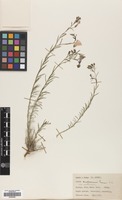 Filed as Linum austriacum L. subsp. austriacum [family LINACEAE]