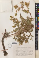 Filed as Cousinia lomakinii C.Winkl. [family COMPOSITAE]