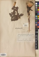 Filed as Klasea cerinthifolia (Sibth. & Sm.) Greuter & Wagenitz [family COMPOSITAE]