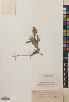 Filed as Centaurea cheiranthifolia Willd. [family COMPOSITAE]