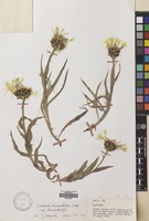 Filed as Centaurea cheiranthifolia Willd. [family COMPOSITAE]