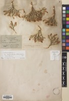 Filed as Centaurea spinosa L. [family COMPOSITAE]