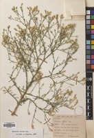Filed as Centaurea diffusa Lam. [family COMPOSITAE]