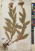 Filed as Centaurea cheiranthifolia Willd. subsp. cheiranthifolia [family COMPOSITAE]