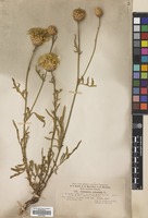 Filed as Centaurea orientalis L. [family COMPOSITAE]