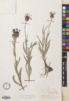 Filed as Centaurea triumfetti All. [family COMPOSITAE]