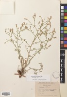 Filed as Centaurea virgata Lam. [family COMPOSITAE]