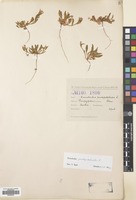 Filed as Convolvulus pentapetaloides L. [family CONVOLVULACEAE]