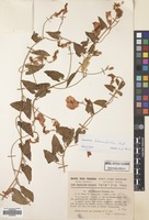 Filed as Convolvulus betonicifolius Mill. subsp. betonicifolius [family CONVOLVULACEAE]