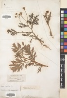 Filed as Senecio aegyptius L. [family COMPOSITAE]