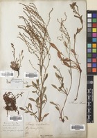 Filed as Rumex acetosella L. [family POLYGONACEAE]