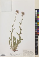 Filed as Erigeron caucasicus Steven subsp. venustus (Botsch.) Grierson [family COMPOSITAE]