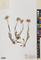 Filed as Erigeron caucasicus Steven subsp. venustus (Botsch.) Grierson [family COMPOSITAE]