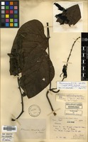 Holotype of Mucuna martinii H.Lev. & Vaniot [family LEGUMINOSAE]