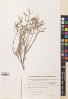 Filed as Artemisia herba-alba Asso [family COMPOSITAE]