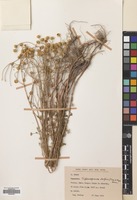 Filed as Matricaria decipiens (Fisch. & Mey.) Koch [family COMPOSITAE]